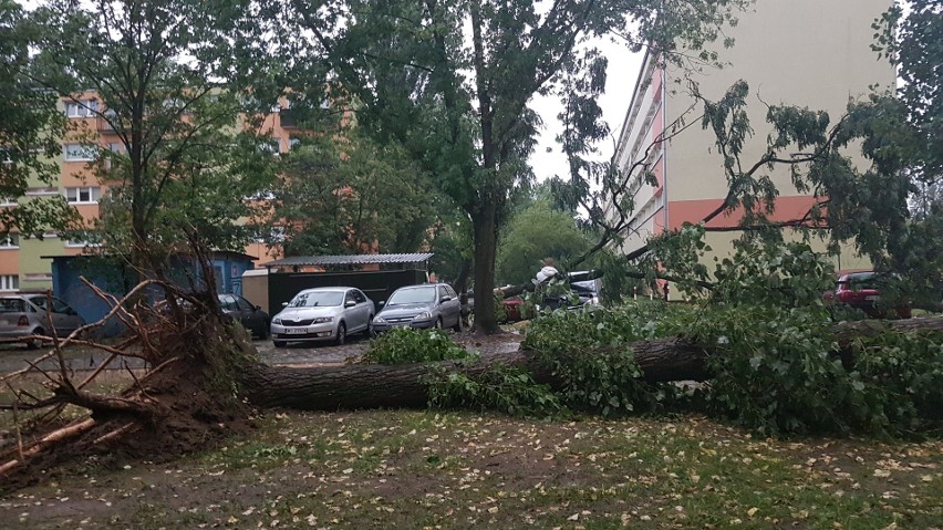 Burza w Łodzi. Nawałnica nad Łodzią. Powalone drzewa, gałęzie na drogach, zalane ulice [ZDJĘCIA]