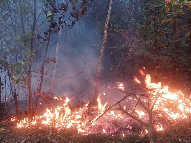 8 września 2022 r. pierwsze wezwanie do pożaru jednocześnie w trzech miejscach lasu w Cierpicach straż pożarna otrzymała o godz. 18.04. Tego samego dnia ok. 21 znów ktoś podłożył ogień w czwartym miejscu lasu w Cierpicach. W akcjach gaśniczych brali udział strażacy z: KM PSP Toruń, JRG 2 Toruń, JRG Inowrocław, OSP Rojewo