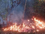 Kto podpala lasy w gminie Wielka Nieszawka? Strażacy 8 września gasili pożar w czterech miejscach 