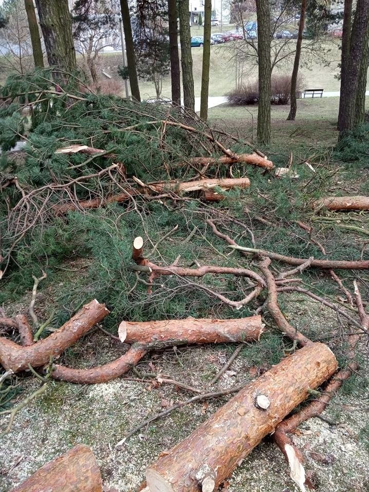 W Dolince w Olkuszu wycięto kilkanaście pięknych, zdrowych drzew. Mieszkańcy są oburzeni