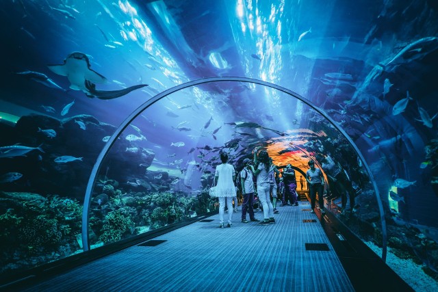 W Dubaju nie brak atrakcji dla miłośników zwierząt. Jest tu duże Akwarium, w którym podziwiać można morskie stworzenia, czasem z bardzo bliska.