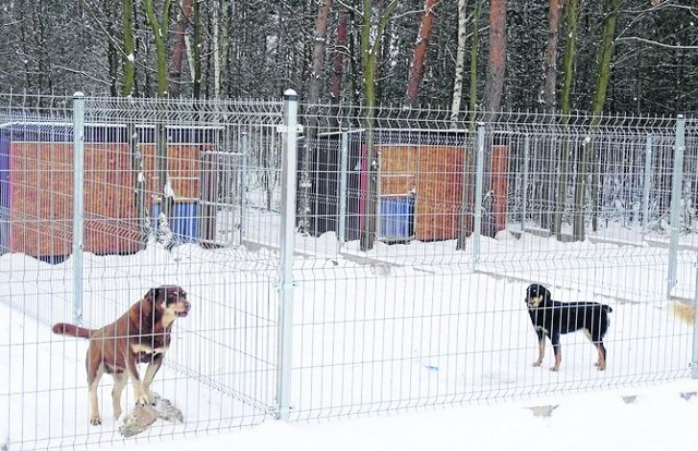 Bezpańskie psy, odławiane na terenie gminy Zwoleń trafią do prywatnego schroniska w Mąkosach Nowych.