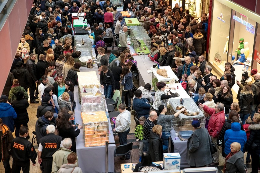 Dzień kota w Galerii Krakowskiej