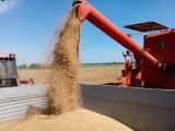 Zbiory zbóż i rzepaku 2018 są o kilkanaście procent mniejsze od poprzednich sezonów