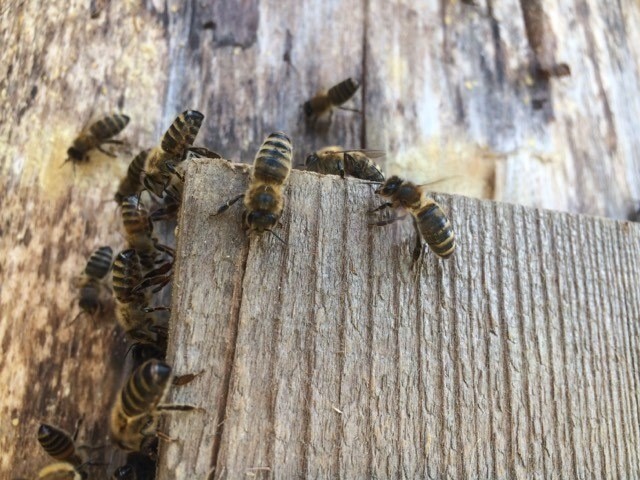 Pszczoły znalazły nowe domy na terenie Motylewa.