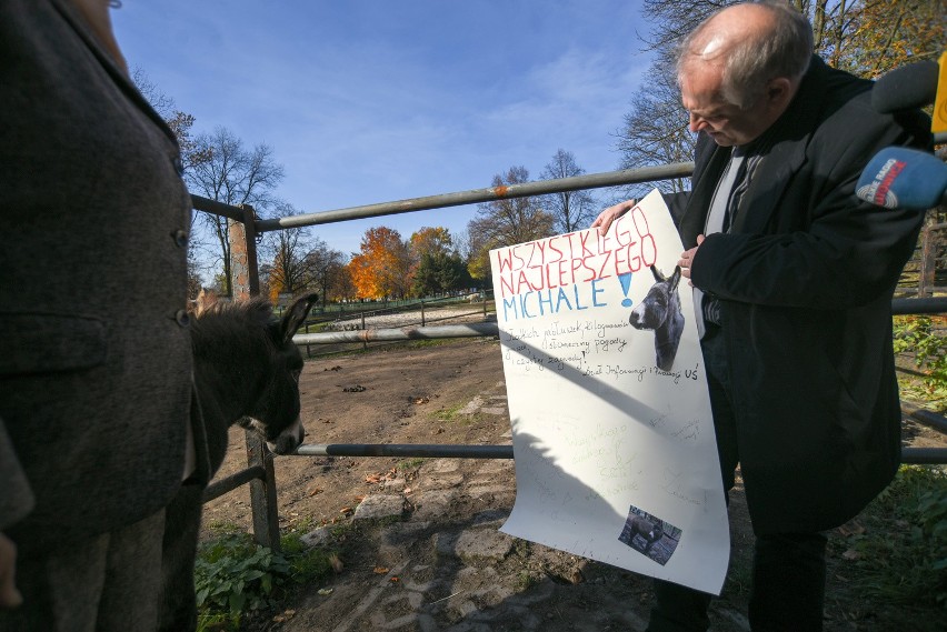 Osioł USiołek z chorzowskiego zoo obchodzi 14. urodziny