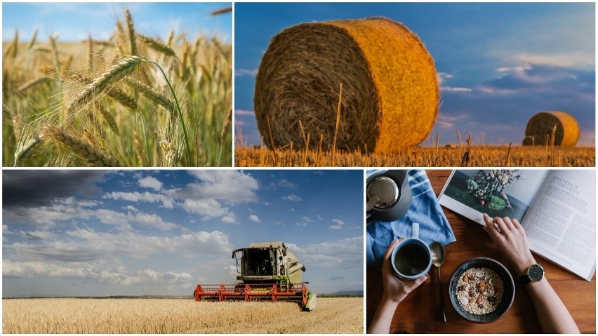 W tym roku rolnicy zebrali więcej zbóż niż w 2016