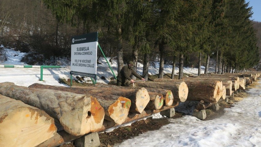 Rekordowa cena za jawor z Bieszczadów. Rozstrzygnięto XXII Submisję Drewna organizowaną przez RDLP Krosno [ZDJĘCIA]