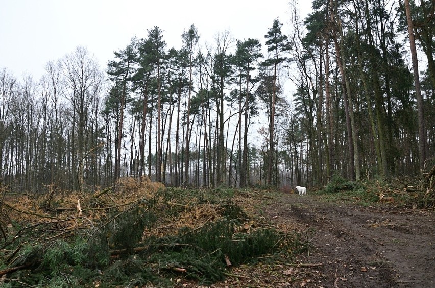 Wrocławianie z przerażeniem obserwują wycinkę lasu na północy miasta