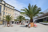 Wkrótce na rynek w Chorzowie wrócą palmy. Chorzowskie palmy Hilda, Truda i Bercik zimowały w Galerii Libero w Katowicach 