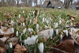 Pierwsze oznaki wiosny w człuchowskim parku i jego otoczeniu. Kwitną przebiśniegi, wierzby i leszczyna [ZDJĘCIA]