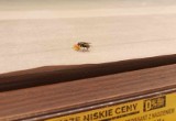Zielone muchy na pieczywie w Biedronce w Głogowie. Kierownictwo sklepu nie komentuje sprawy