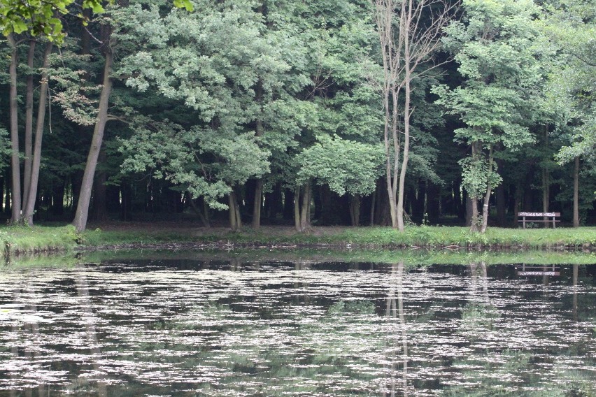 Tak dziś wygląda park Zielona w Dąbrowie Górniczej