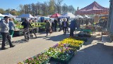 Ceny warzyw i owoców na targu w Ostrowcu Świętokrzyskim. Co najchętniej kupowano i po ile? Zobacz 