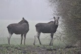 Łosie na polu w gminie Darłowo. Niecodzienny widok [zdjęcia]