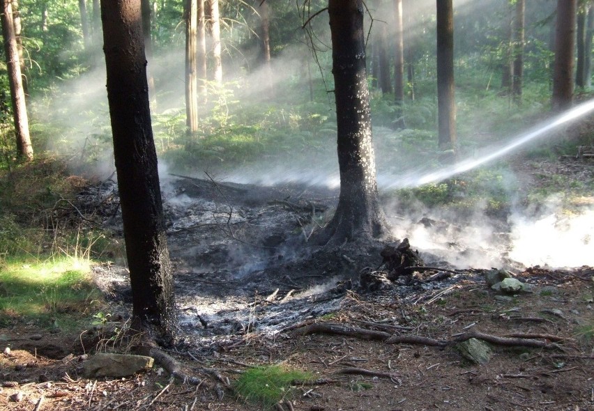 W lasach łatwo dochodzi do pożarów. Czy w regionie grasuje podpalacz?