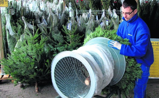 Bardzo duży wybór najróżniejszych choinek żywych i sztucznych jest obecnie w Castoramie oraz na kiermaszu urządzonym bezpośrednio przy tym sklepie 