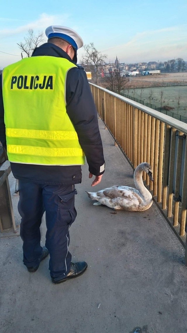 Ptak wygląda na chorego