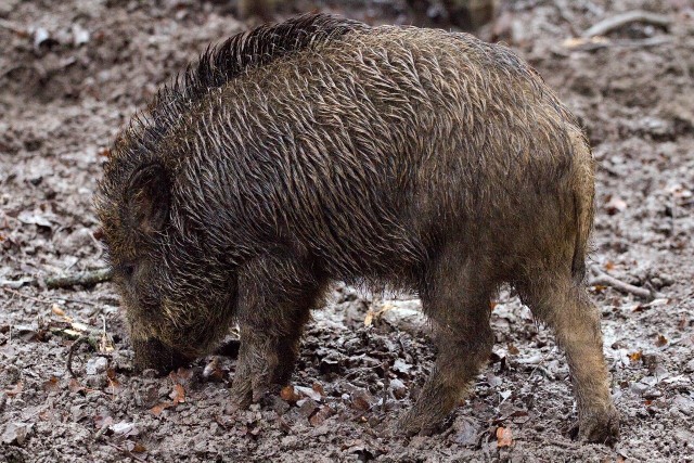 Choroba została wykryta u dzika odstrzelonego na terenie obwodu łowieckiego nr 58.