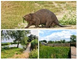 Bobrowisko w Starym Sączu to prawdziwy hit turystyczny. Ostatnio udało się sfotografować tam bobra [ZDJĘCIA]