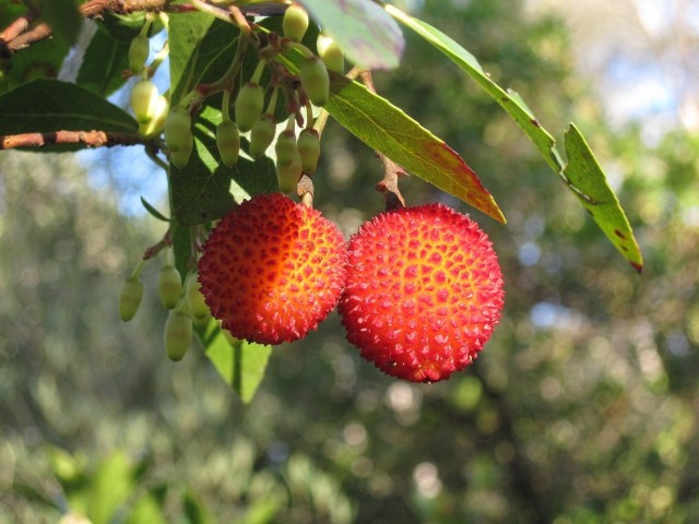 Drzewo truskawkowe to egzotyczna i ciekawa roślina o jadalnych owocach. Można ją uprawiać w pojemnikach.