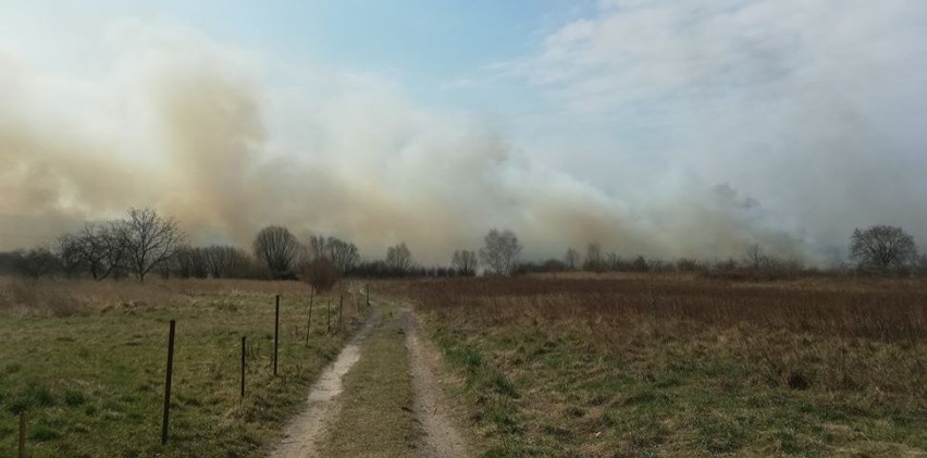 Pożar traw na wielkim obszarze. Rozprzestrzenia się w okolicy torowiska między Skawiną a Krakowem