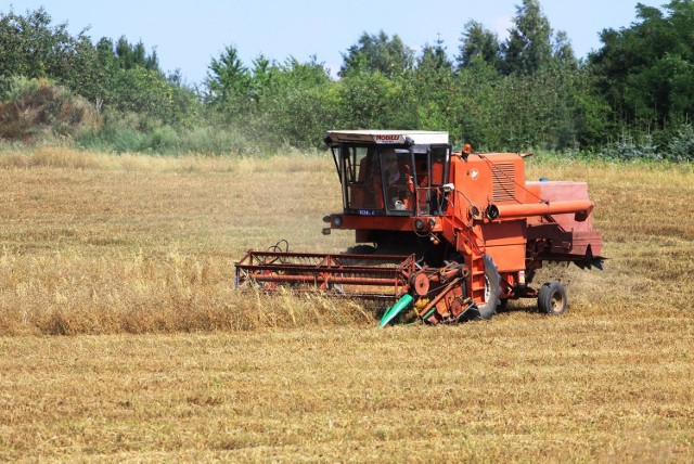 Żniwa jeszcze trwają, choć wielu rolników zboże ma już zebrane. Okolice Chojnic