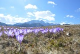 Zakopane. Krokusy już zakwitły. Nadchodzi wiosna [ZDJĘCIA]