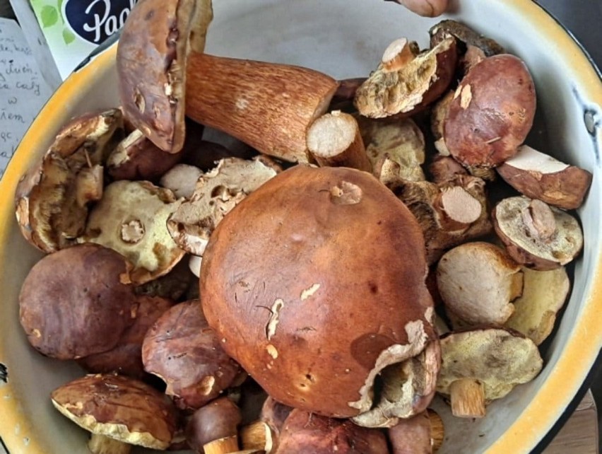 Wysyp grzybów w lubelskiem - czytelnicy pochwalili się swoimi zdobyczami. Zobacz zdjęcia