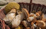 Rekordowy wysyp borowików w lasach. Ogromne ilości grzybów w listopadzie to już fakt. Zobacz aktualną mapę grzybów w Polsce