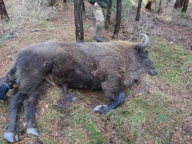 Samochód osobowy potrącił żubra na drodze wojewódzkiej nr 156 między miejscowościami Krzynka a Danków (powiat strzelecko-drezdenecki). Skoda fabia saksowana niemal doszczętnie, a żubr nie żyje.