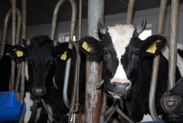 W najbliższych miesiącach należy się spodziewać kolejnych obniżek cen mleka