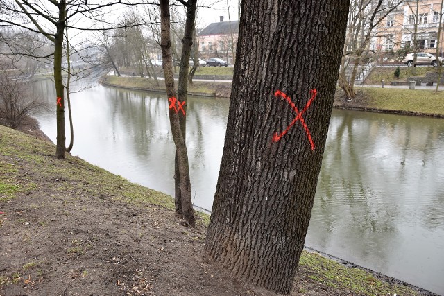 Drzewa oznakowane nad Młynówką. Ratusz podkreśla, że nie są przeznaczone o wycinki i że to sprawka wandali.