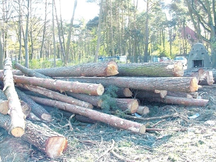 To drzewa wycięte nielegalnie w kwietniu 2007 roku.