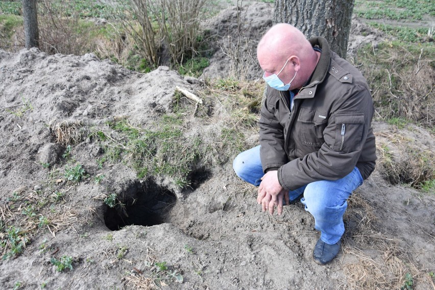 Do głównej norki borsuka (w pobliżu rowu) prowadzi kilka...