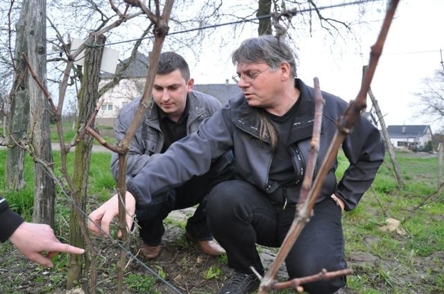 Jan Damboń (z lewej) pokazał gościom z Czech winowską plantację. Szansa na spróbowanie tutejszych specjałów już w sierpniu podczas festynu winnego.