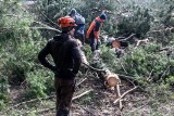 Drewno na opał z prywatnego lasu w Kujawsko-Pomorskiem? Ludzie chętnie kupują przed zimą