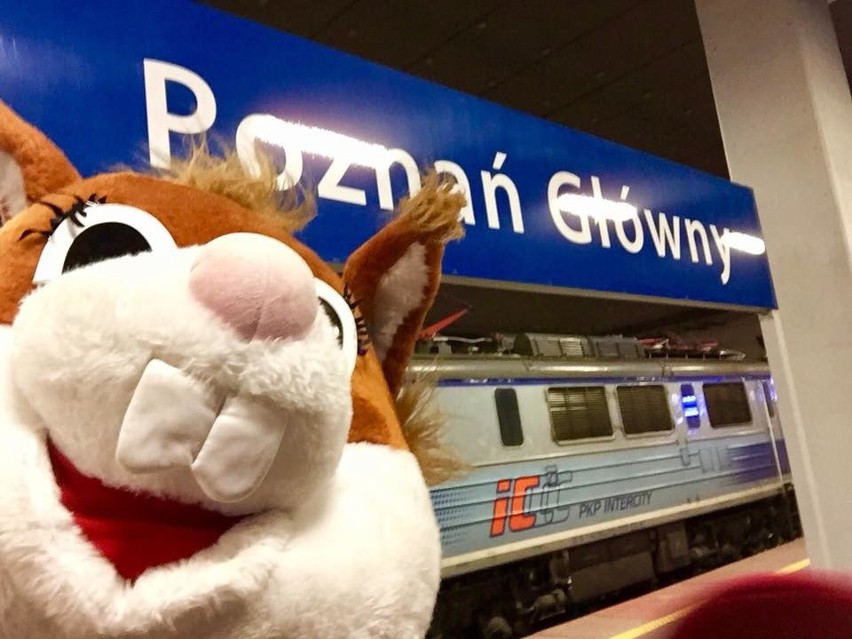Wiewiórinka, żywa maskotka Inowrocławia, podróżuje pociągiem...