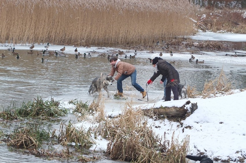 Wrocław: Uratował psa, który nie mógł wydostać się z lodowatej rzeki