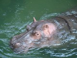 Śląski Ogród Zoologiczny: szkielet hipopotama Hipolita odsłonią w sobotę ZAPOWIEDŹ