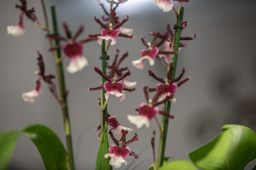 Kraków. Światowa Wystawa Orchidei, Bonsai i Sukulentów. Cuda, cudeńka [ZDJĘCIA]