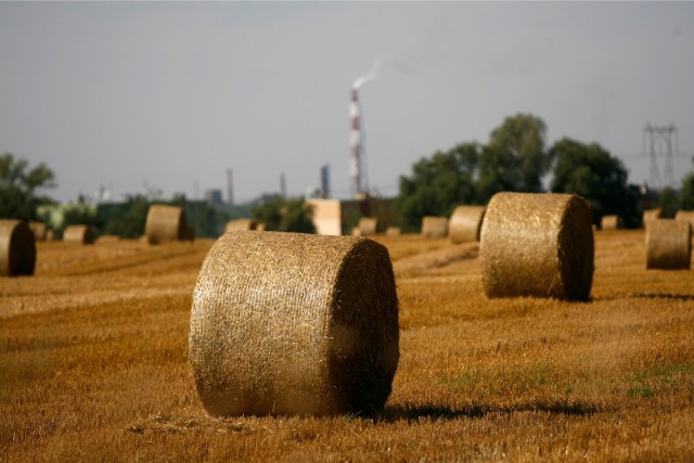 Płatności będą wypłacane w formie zaliczek w oddziałach ARiMR do 30 listopada.