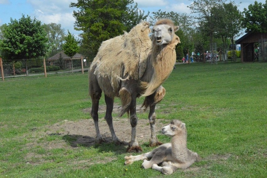 W Zoo Safari Borysew wysyp narodzin