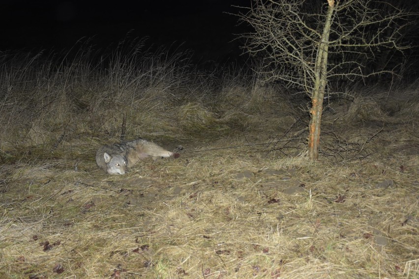 Akcja ratowania wilka w pobliżu miejscowości Cierzpięty