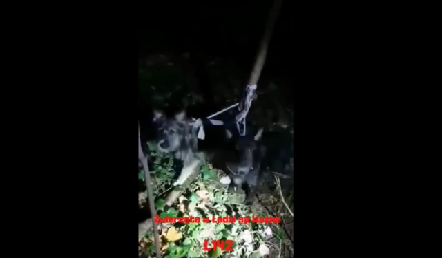 Zwyrodnialec porzucił dwa psy i przywiązał je do drzewa w lesie, pozostawiając na pewną śmierć. Do tragedii nie doszło tylko dlatego, że psy głośno szczekały. Na szczęście, ktoś je usłyszał i wezwał Animal Patrol.