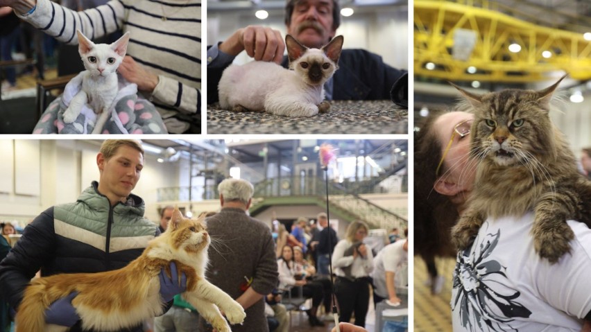 W sobotę (20 maja) w EC1 rozpoczęła się wystawa kotów...