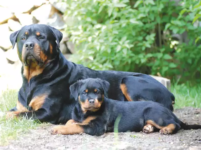 Dorosły rottweiler osiąga wzrost od 56 do 68 cm w kłębie, a waga waha się w przedziale 42-50 kg. Kiedyś psom tej rasy przycinano ogony, od kilku lat przepisy tego zabraniają.