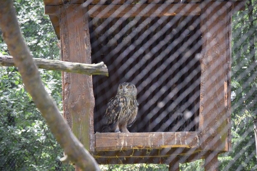 Puchacz. Najwięksi domownicy chorzowskiego zoo