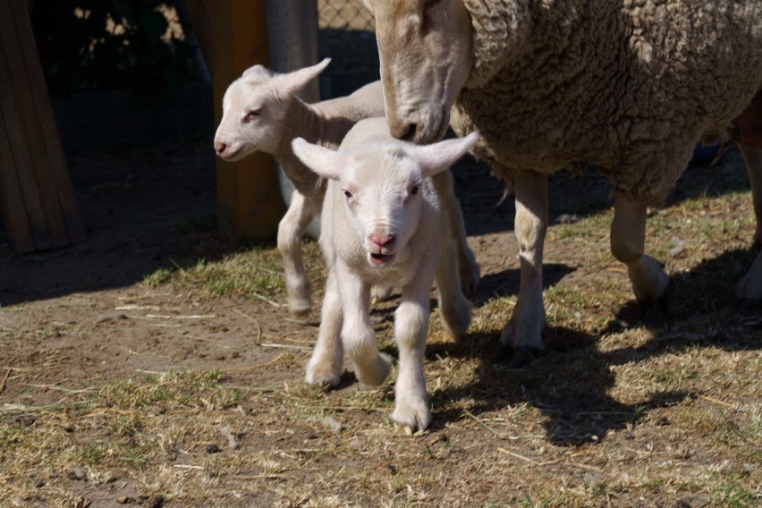 Dwa tryczki (samce owiec) przyszły na świat 3 czerwca.