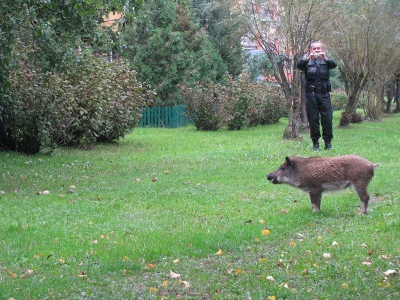 Dzik biegający po ulicach wystraszyl dzisiaj mieszkanców...